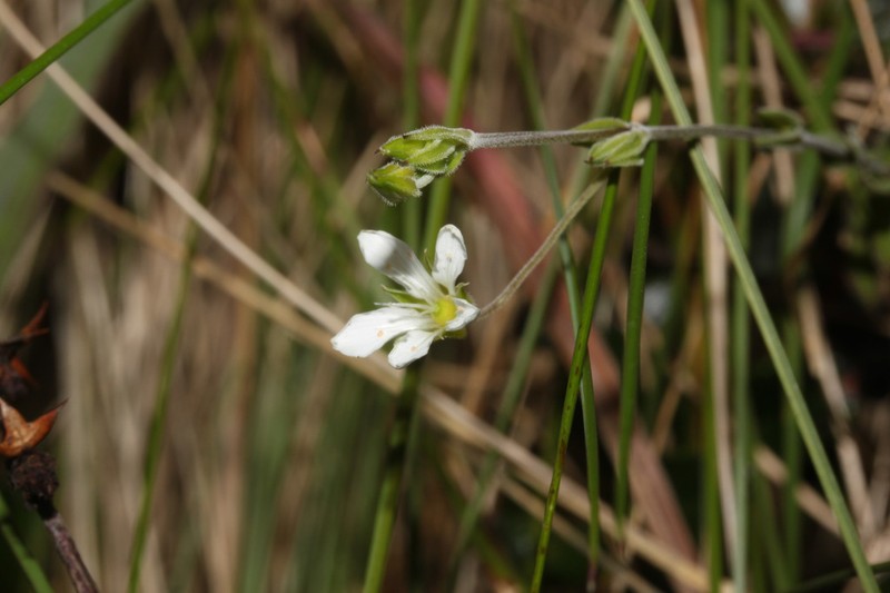 Arenaria soratensis photo 2