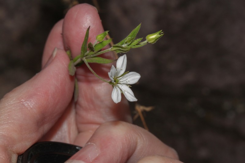 Arenaria soratensis photo 3