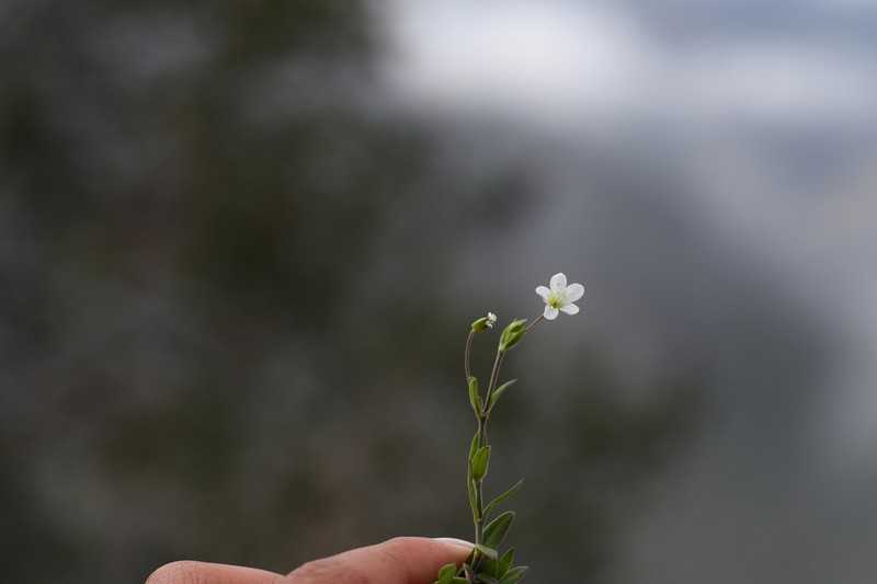 Arenaria soratensis photo 4