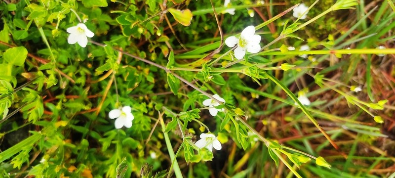 Arenaria soratensis photo 5