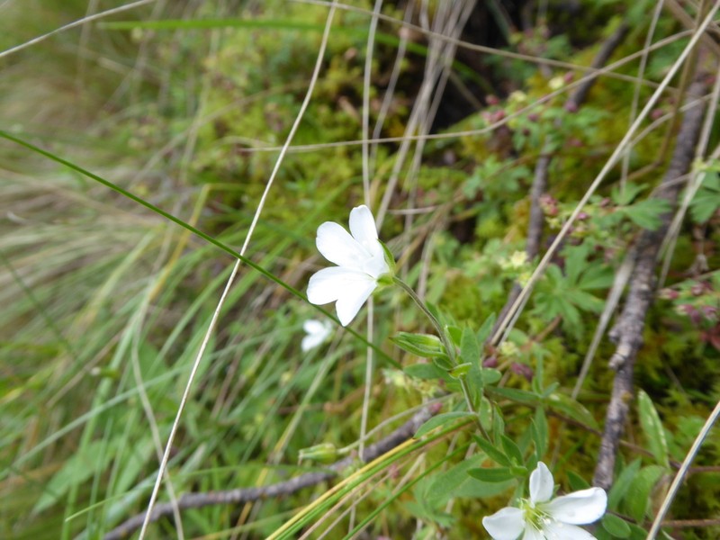 Arenaria soratensis photo 6
