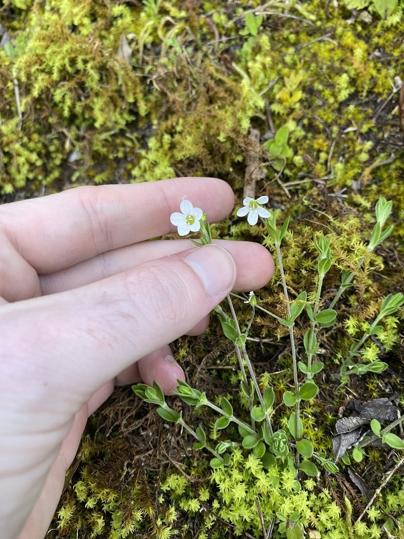 Arenaria soratensis photo 7