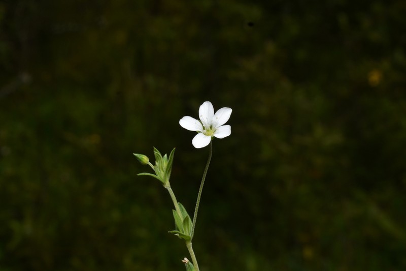 Arenaria soratensis photo 8