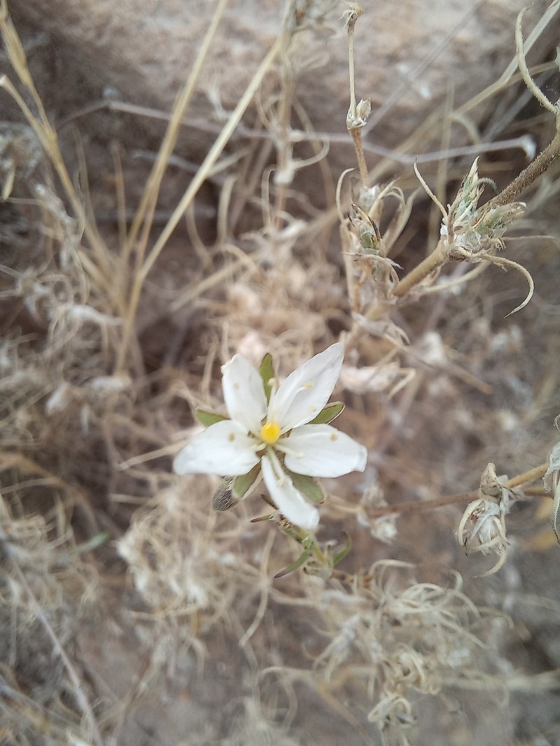 Arenaria stuebelii