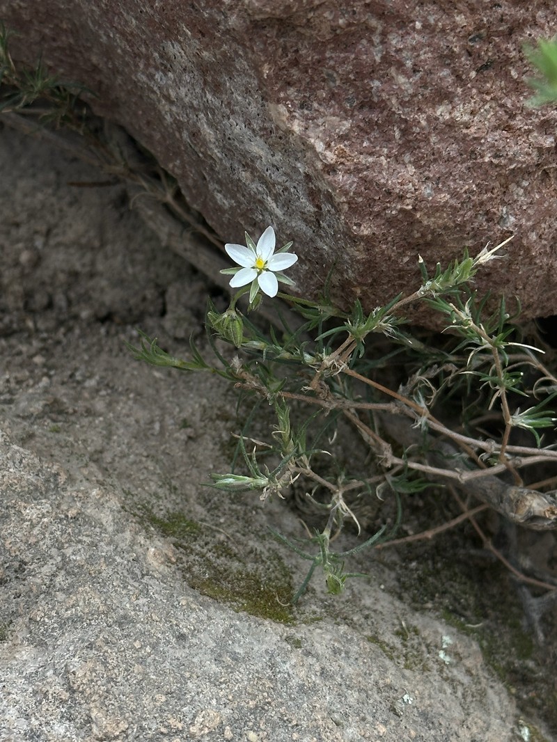 Arenaria stuebelii photo 2