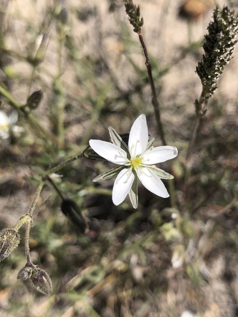 Arenaria stuebelii photo 3