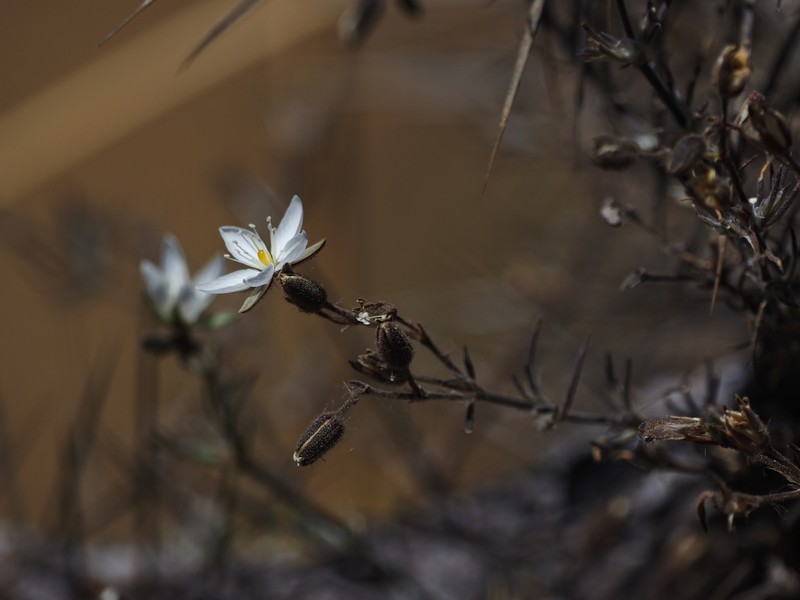 Arenaria stuebelii photo 4