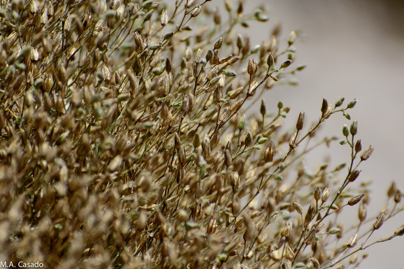 Arenaria stuebelii photo 5