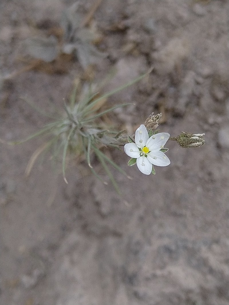 Arenaria stuebelii photo 6