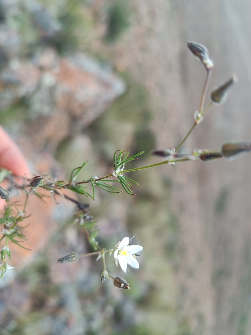 Arenaria stuebelii photo 7