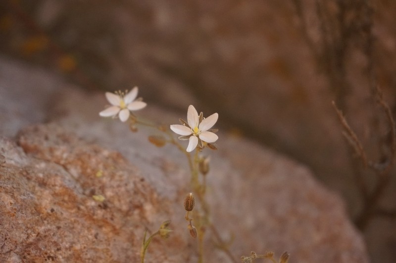 Arenaria stuebelii photo 8