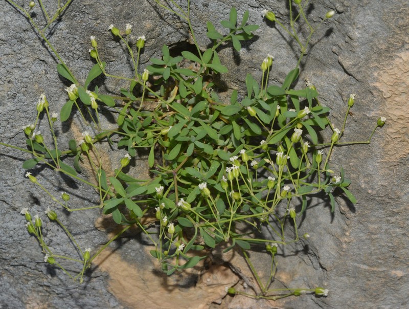 Arenaria suffruticosa