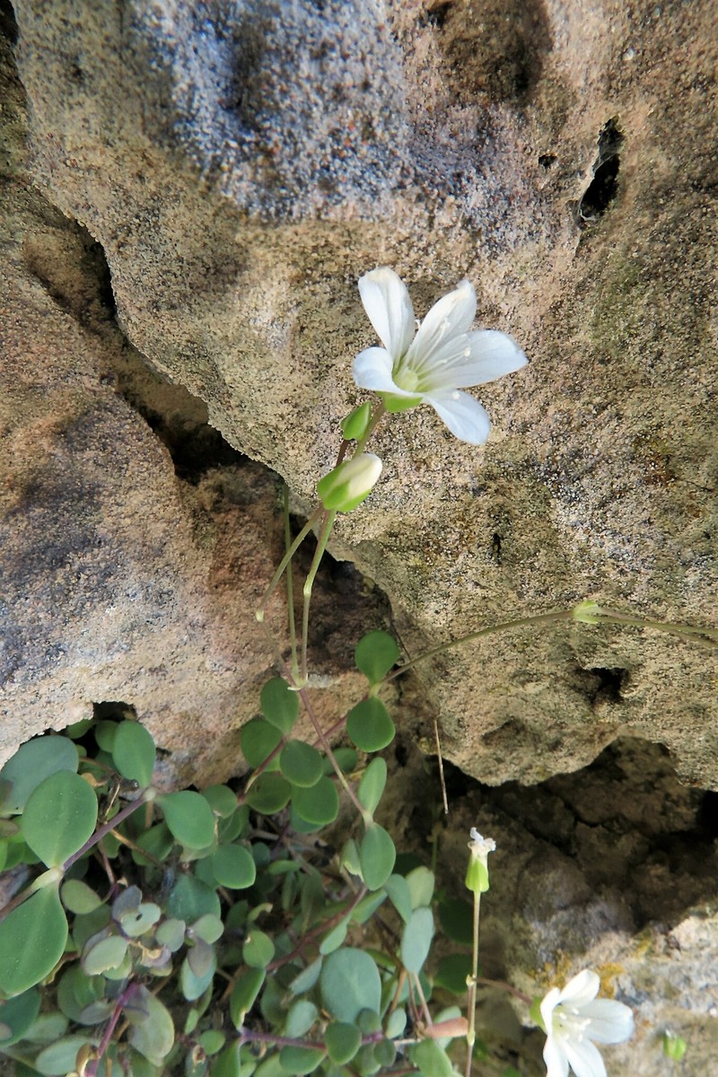 Arenaria suffruticosa photo 2