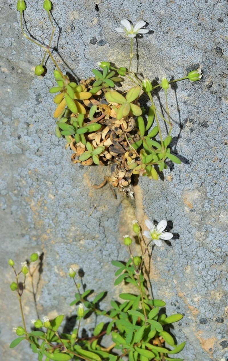 Arenaria suffruticosa photo 3
