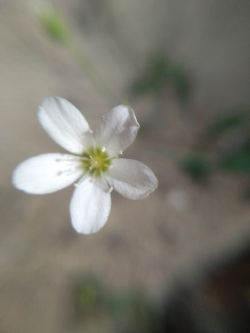 Arenaria suffruticosa photo 4