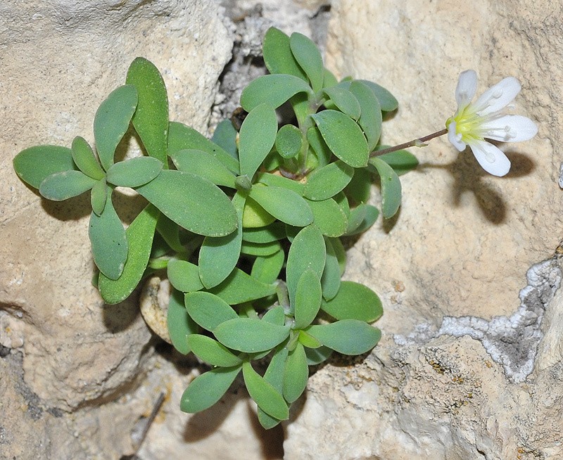Arenaria suffruticosa photo 5