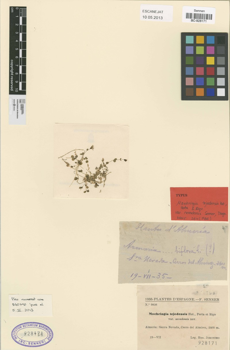 Arenaria tejedensis