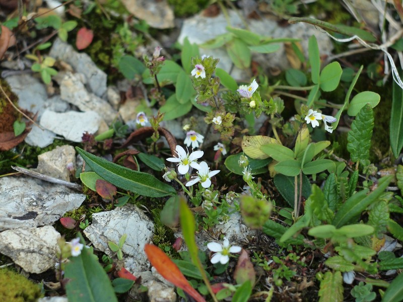 Arenaria tenella
