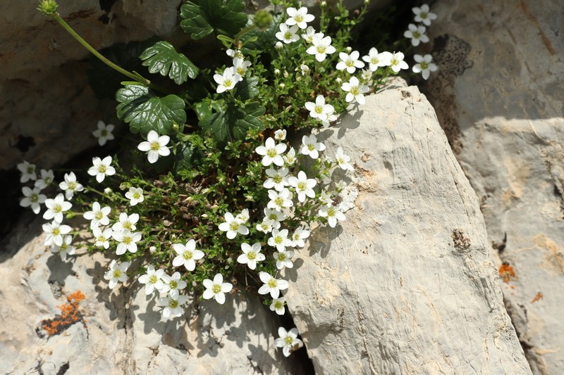 Arenaria tenella photo 2