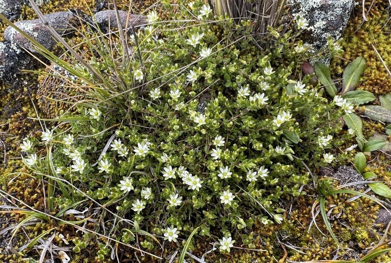 Arenaria tetragyna