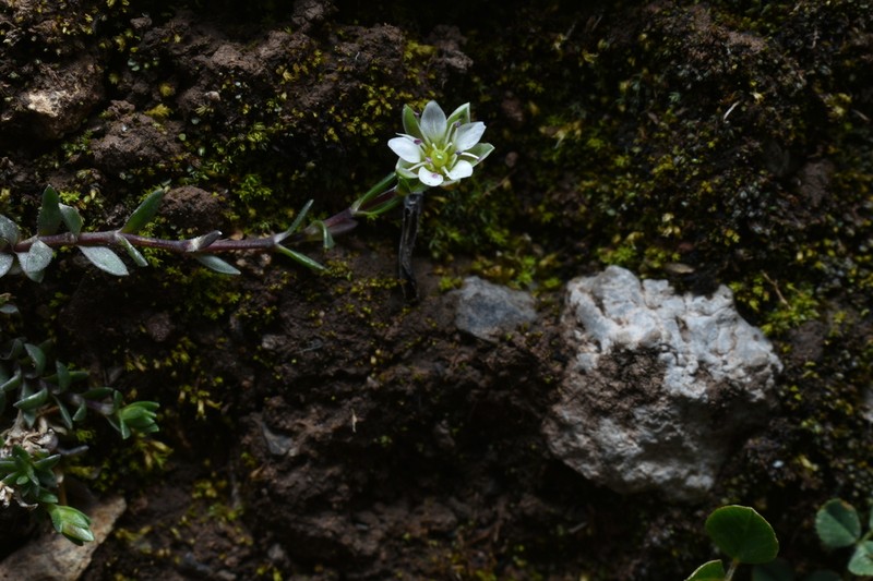 Arenaria tetragyna photo 2