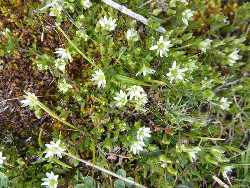 Arenaria tetragyna photo 4