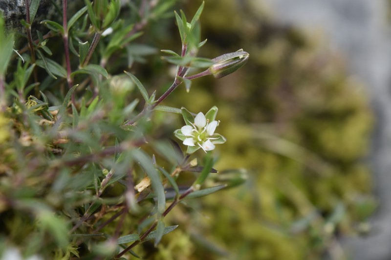 Arenaria tetragyna photo 5