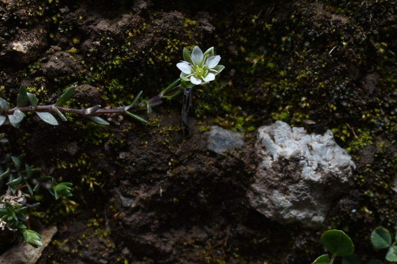 Arenaria tetragyna photo 6