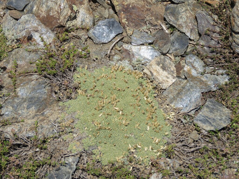 Arenaria tetraquetra