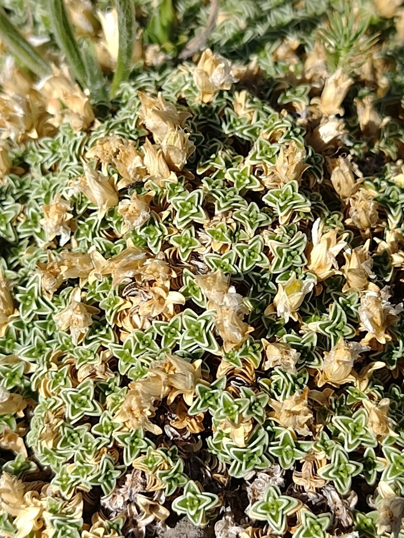 Arenaria tetraquetra photo 2