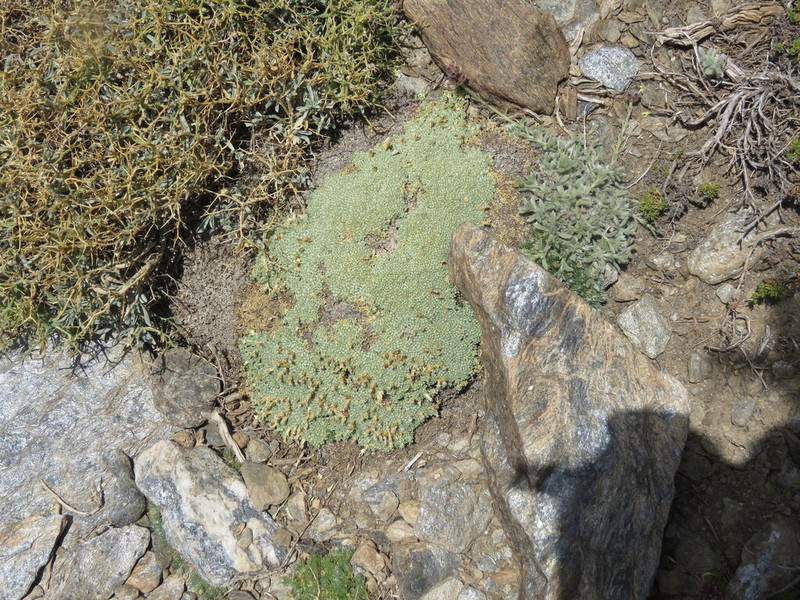 Arenaria tetraquetra photo 3