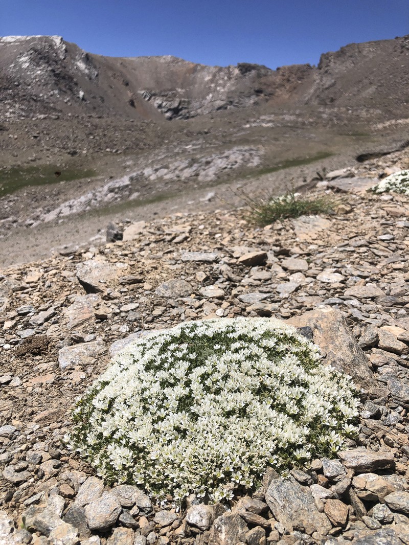 Arenaria tetraquetra photo 4