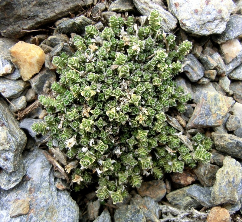 Arenaria tetraquetra photo 5