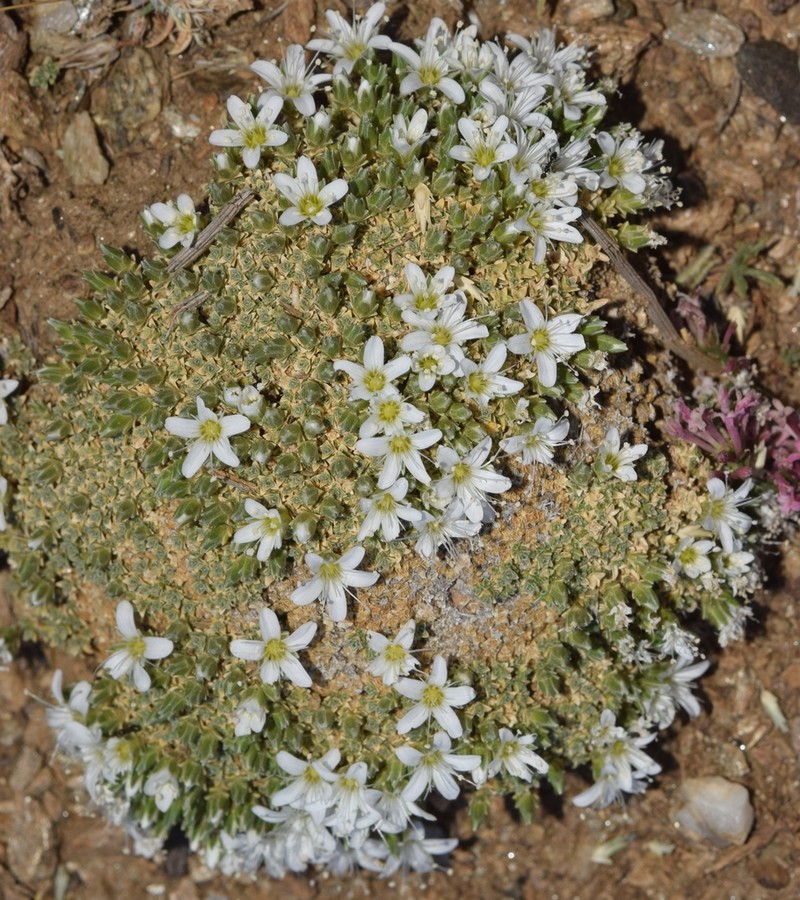 Arenaria tetraquetra photo 6