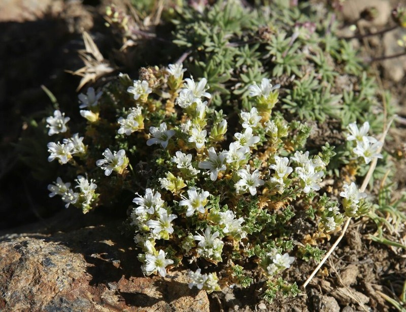 Arenaria tetraquetra photo 7