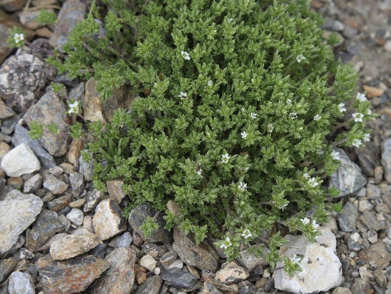 Arenaria tetraquetra photo 8