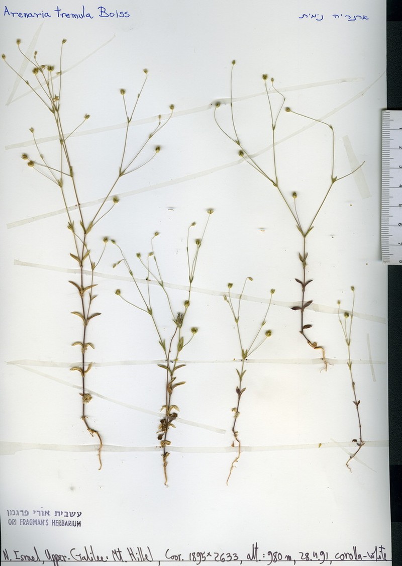 Arenaria tremula