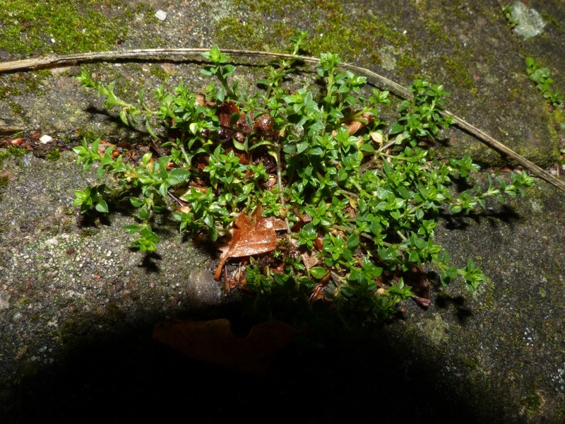 Arenaria tremula photo 2