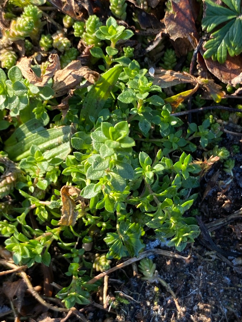 Arenaria tremula photo 3