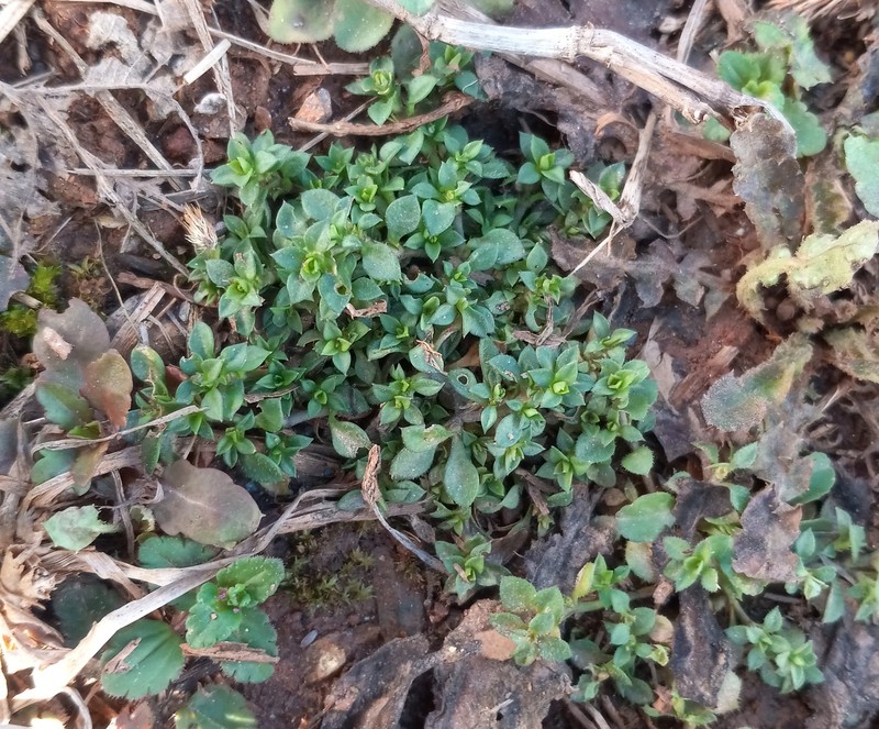 Arenaria tremula photo 4