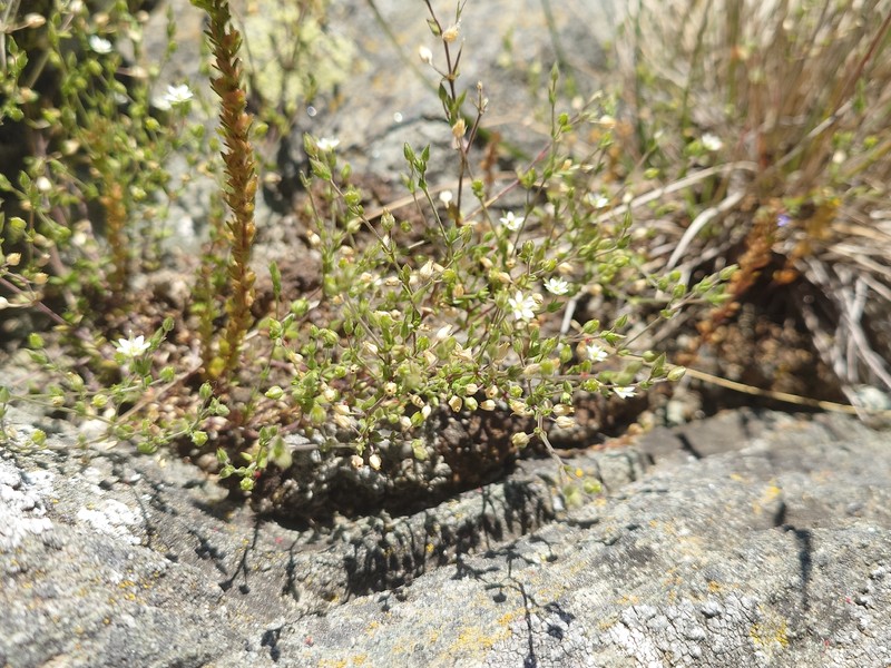 Arenaria tremula photo 5