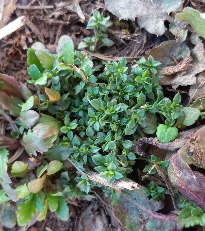 Arenaria tremula photo 6