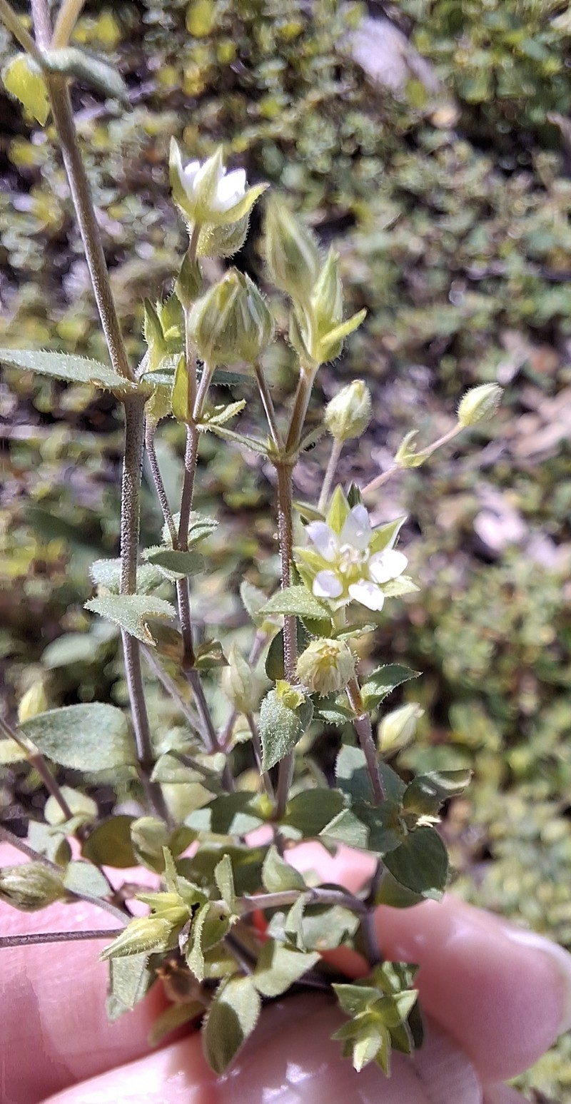Arenaria tremula photo 7