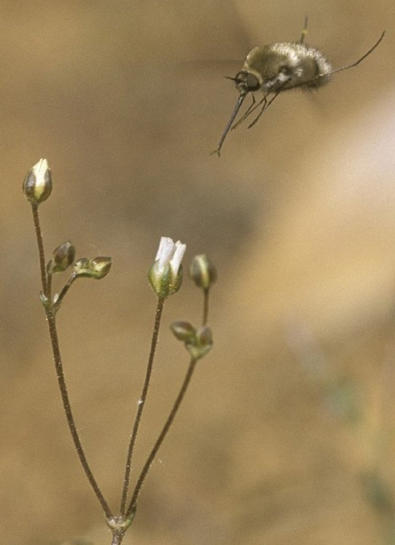 Bear Valley Sandwort