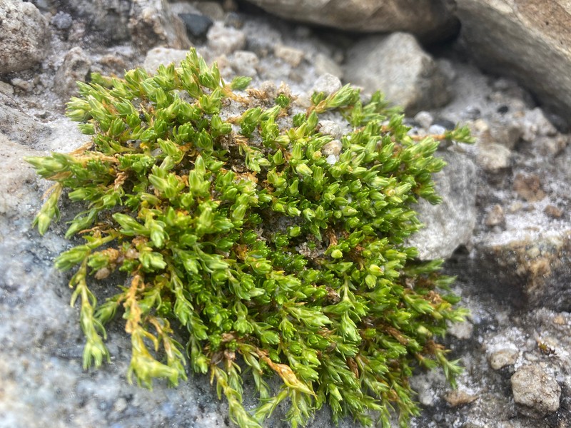Arenaria venezuelana photo 2