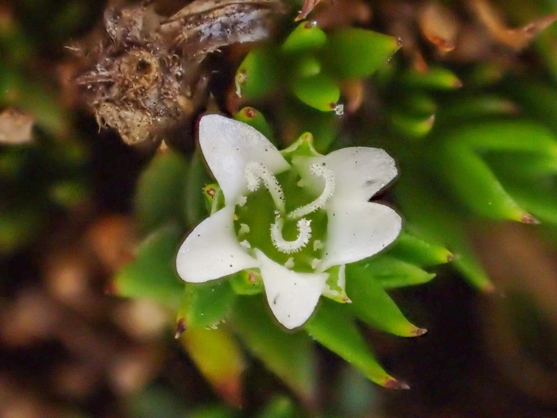 Arenaria venezuelana photo 3