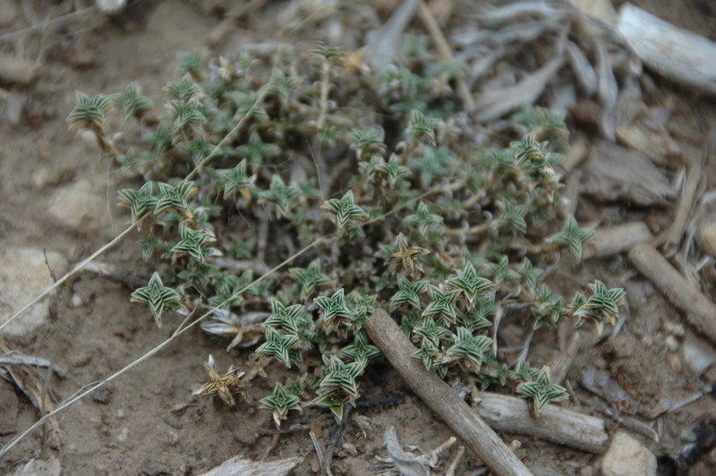 Arenaria vitoriana