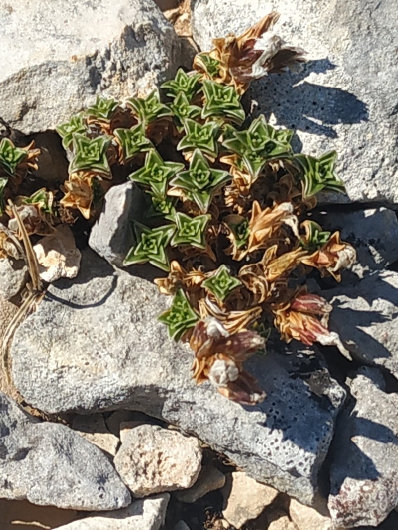 Arenaria vitoriana photo 2