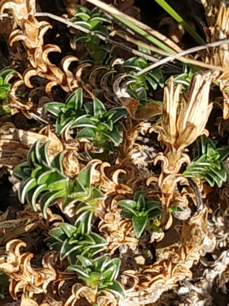 Arenaria vitoriana photo 3