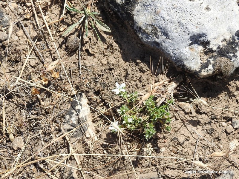 Arenaria vitoriana photo 4